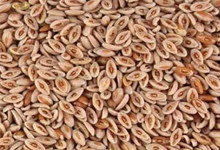 spices1