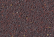 spices6
