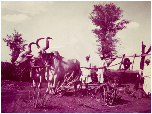 YEAR 1954 : PSYLLIUM CULTIVATION IN GUJARAT – FIELD IRRIGATION
